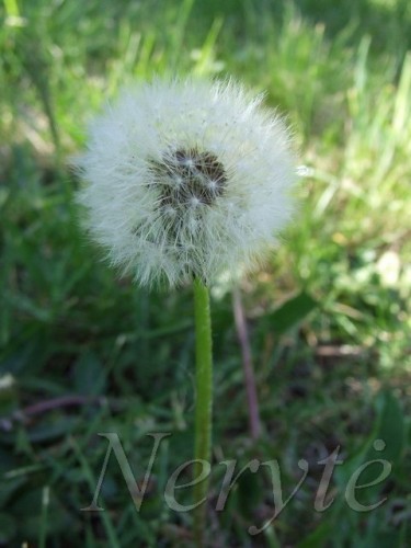 pukelis