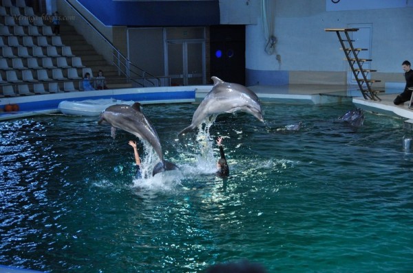Delfinariumas
