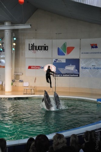 Delfinariumas