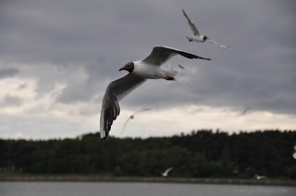 Klaipeda