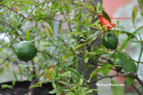 mandarinas