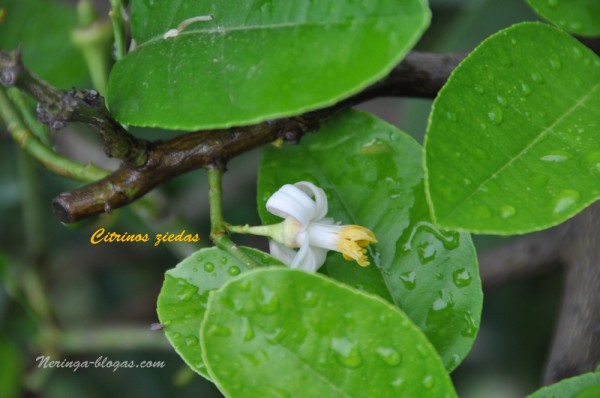 citrina