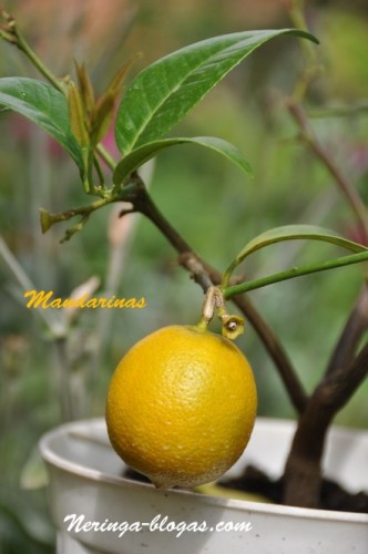 mandarinas