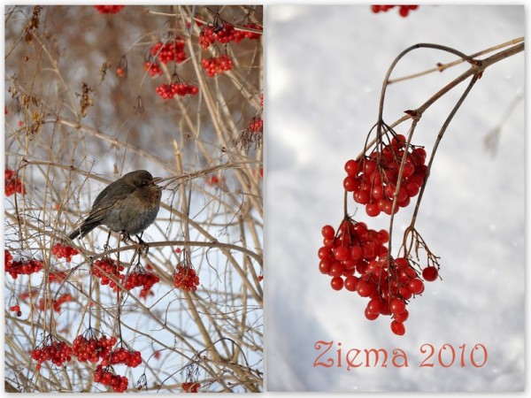 ziema